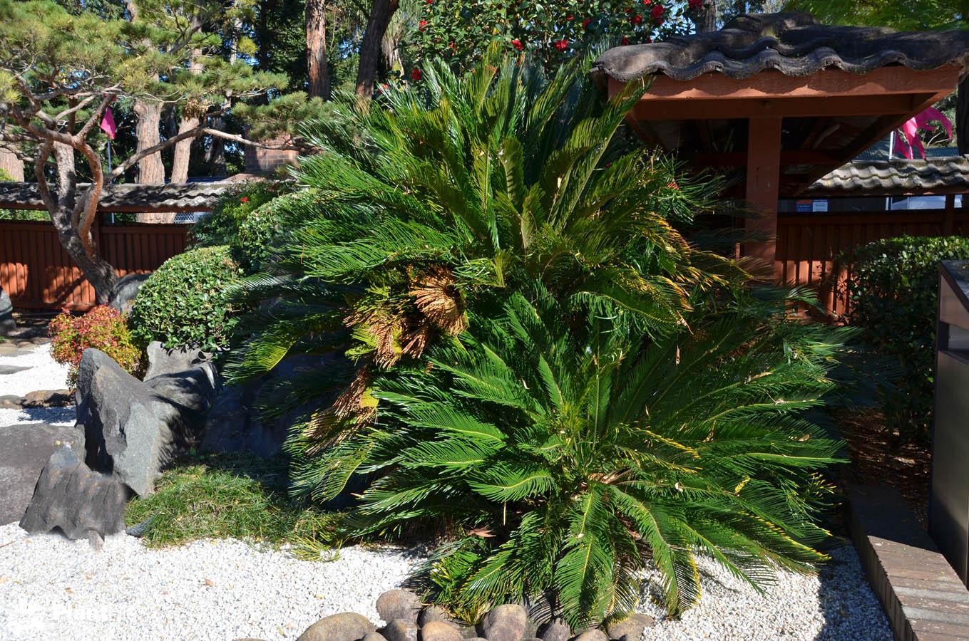 Consider, that naked axil cycads message Naked axil cycads right!